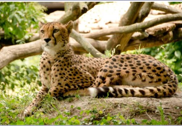 Cheetah, Earth's Fastest Predator