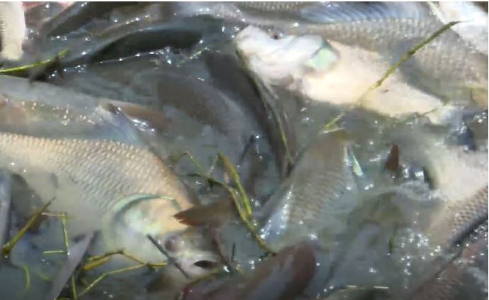 fish